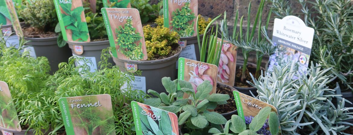 Sussex Country Gardener plants donation March 25